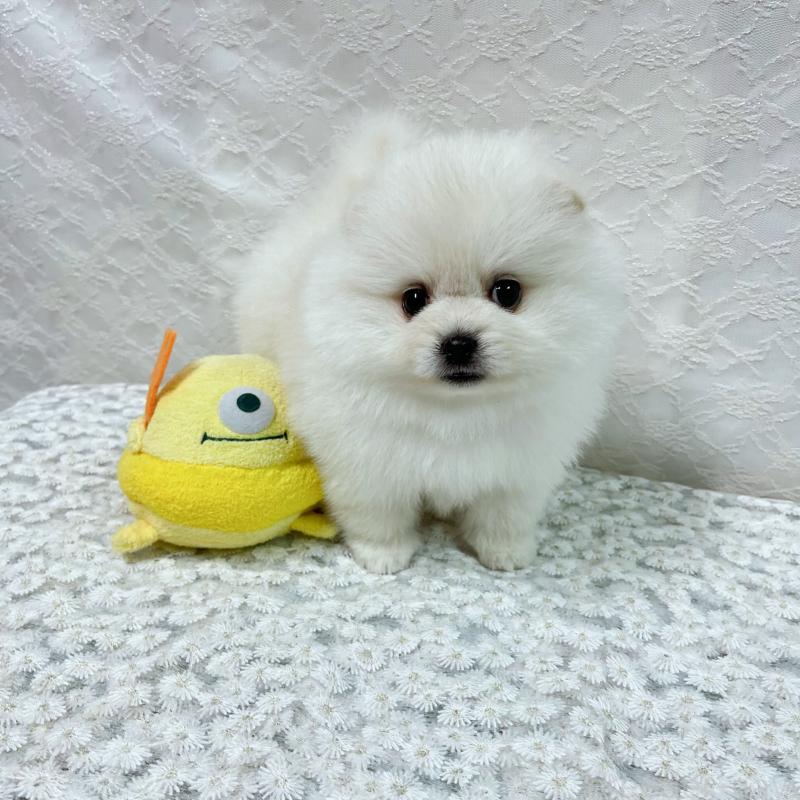 販売中の岡山県のポメラニアン-430538