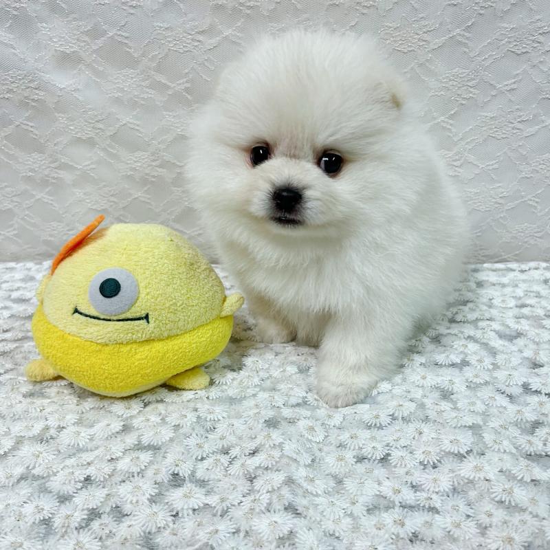 成約済の岡山県のポメラニアン-430538の4枚目