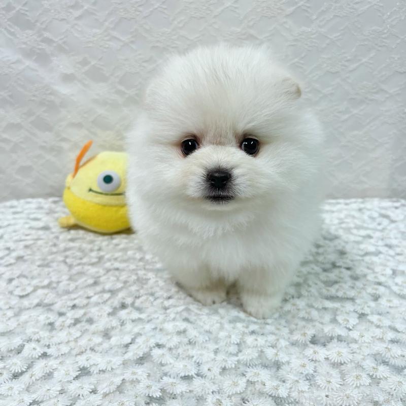 成約済の岡山県のポメラニアン-430538の3枚目