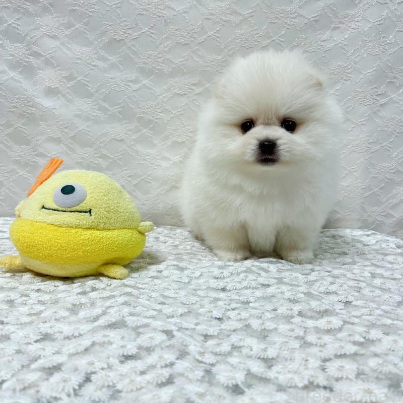 成約済の岡山県のポメラニアン-430538の2枚目