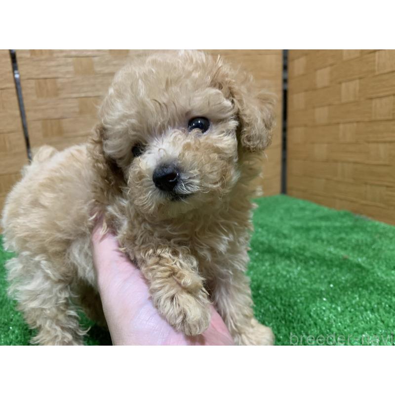 成約済の福岡県のトイプードル-430533の4枚目