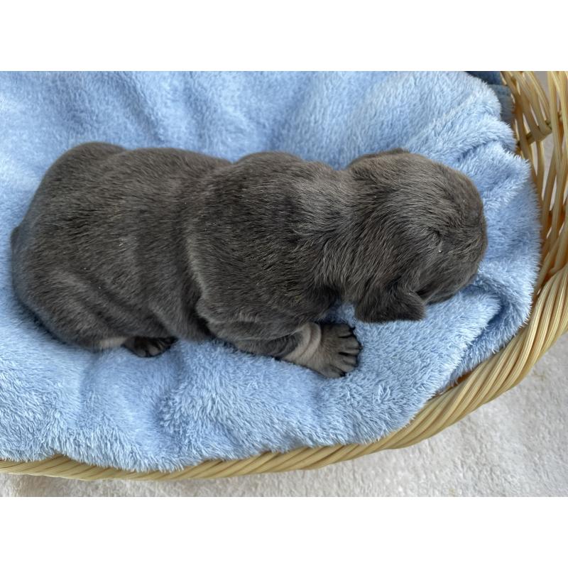 販売中の茨城県のフレンチブルドッグ-431157の5枚目