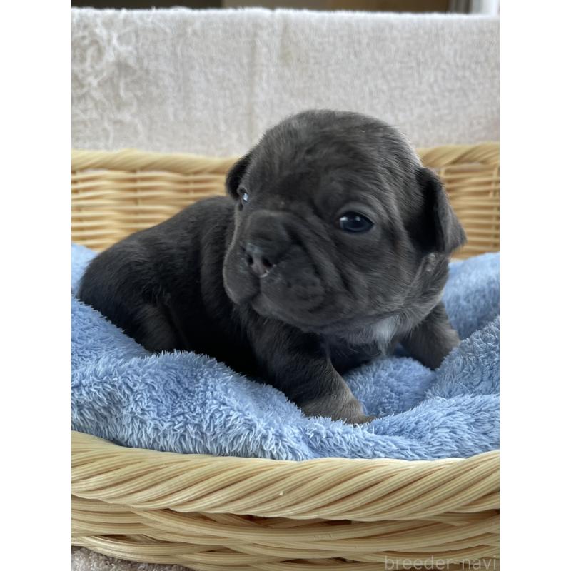 販売中の茨城県のフレンチブルドッグ-431157の4枚目