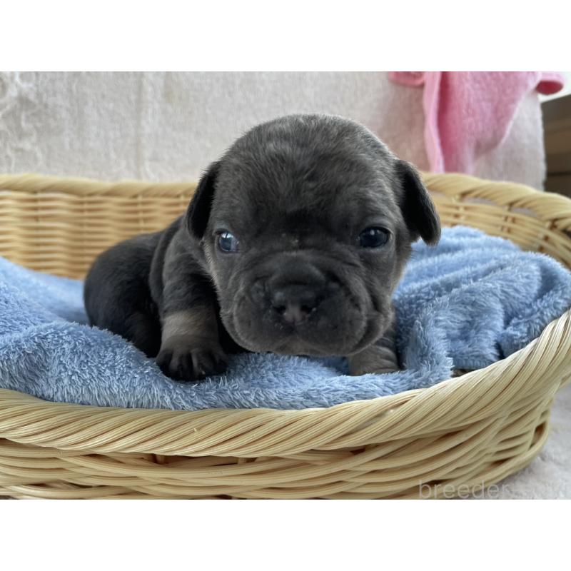 販売中の茨城県のフレンチブルドッグ-431157の3枚目