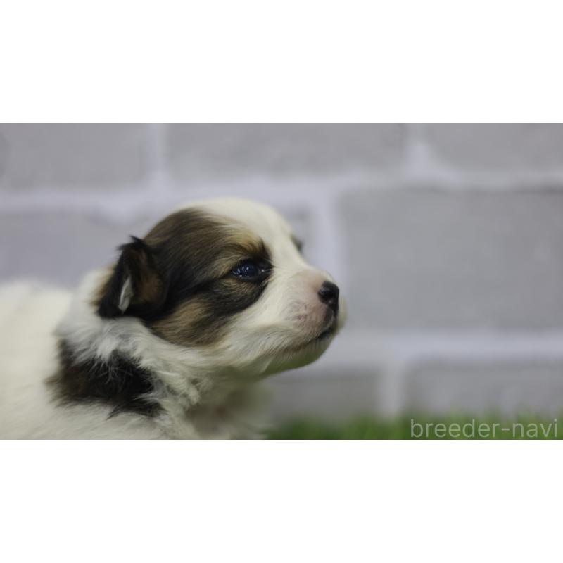 販売中の三重県のパピヨン-431155の14枚目