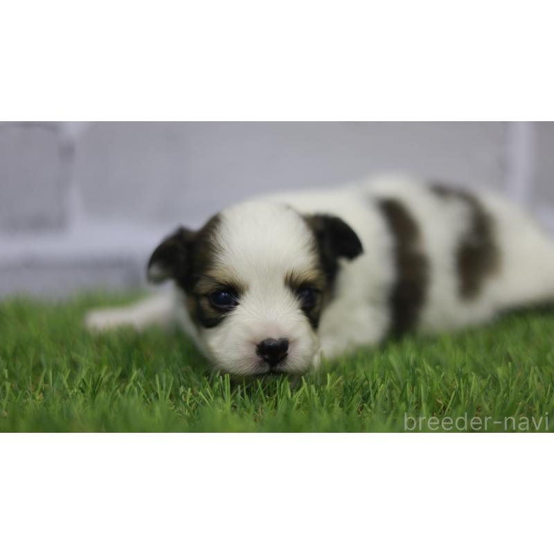 販売中の三重県のパピヨン-431155の13枚目