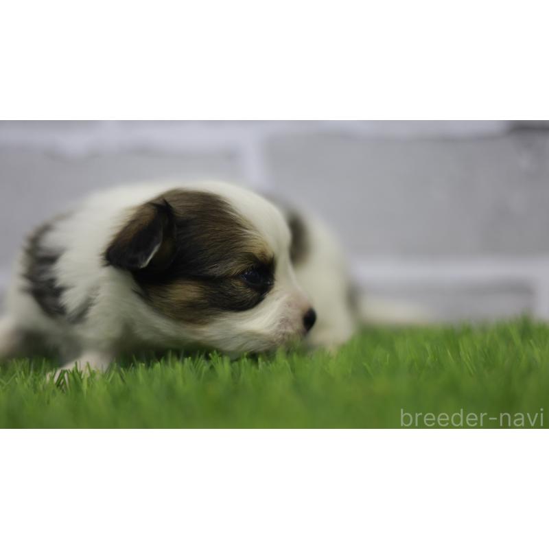 販売中の三重県のパピヨン-431155の12枚目