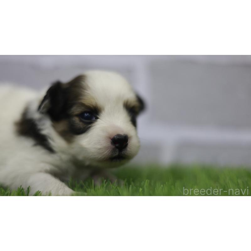 販売中の三重県のパピヨン-431155の11枚目