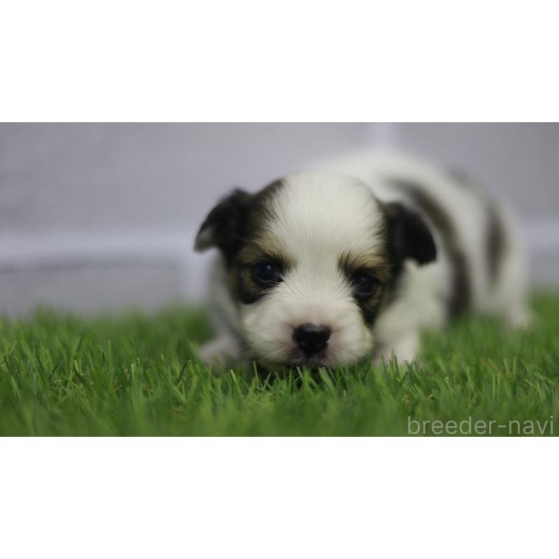 販売中の三重県のパピヨン-431155の10枚目