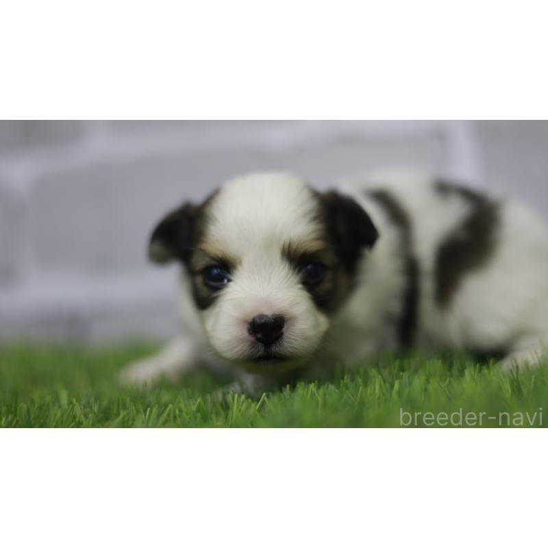 販売中の三重県のパピヨン-431155の9枚目