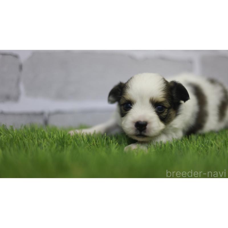 販売中の三重県のパピヨン-431155の8枚目