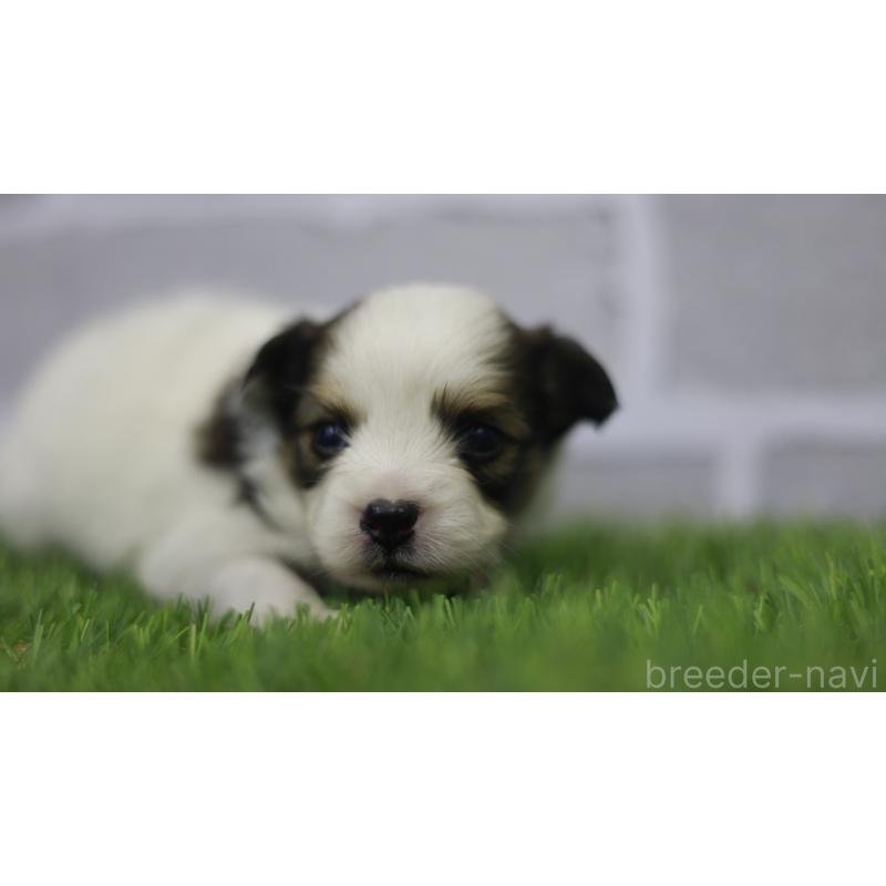 販売中の三重県のパピヨン-431155の7枚目