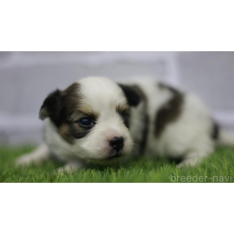 販売中の三重県のパピヨン-431155の6枚目