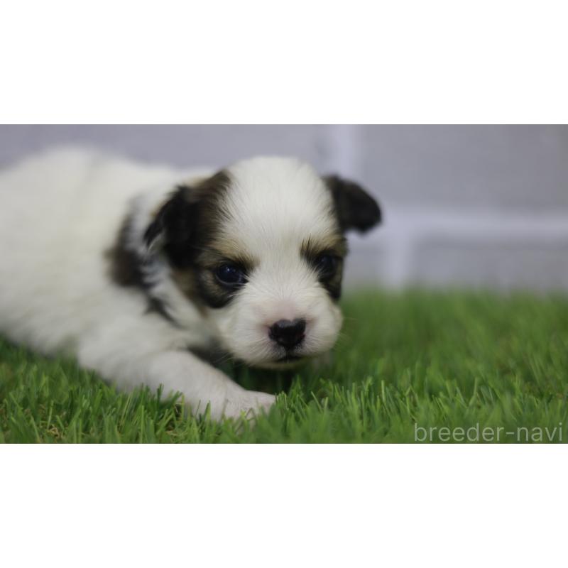 販売中の三重県のパピヨン-431155の5枚目