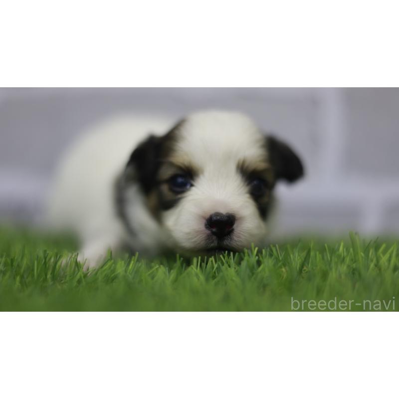 販売中の三重県のパピヨン-431155の4枚目