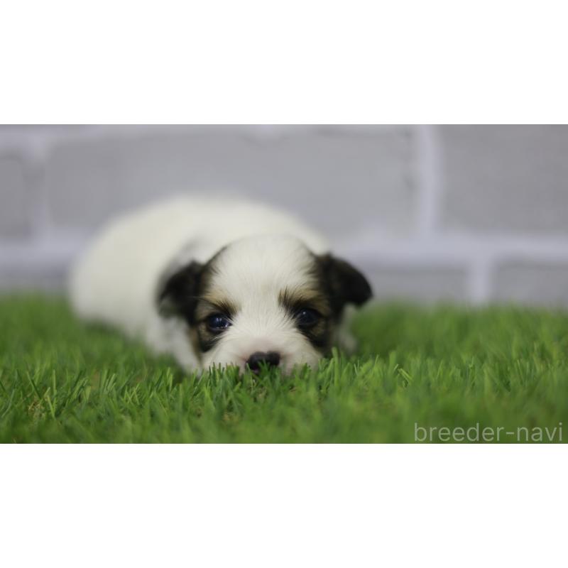 販売中の三重県のパピヨン-431155の3枚目