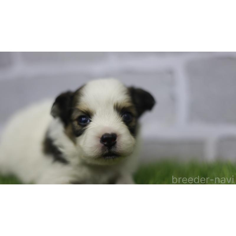 販売中の三重県のパピヨン-431155の2枚目