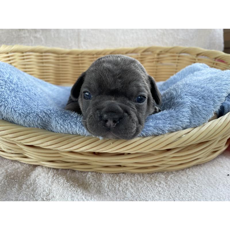 販売中の茨城県のフレンチブルドッグ-431157の2枚目