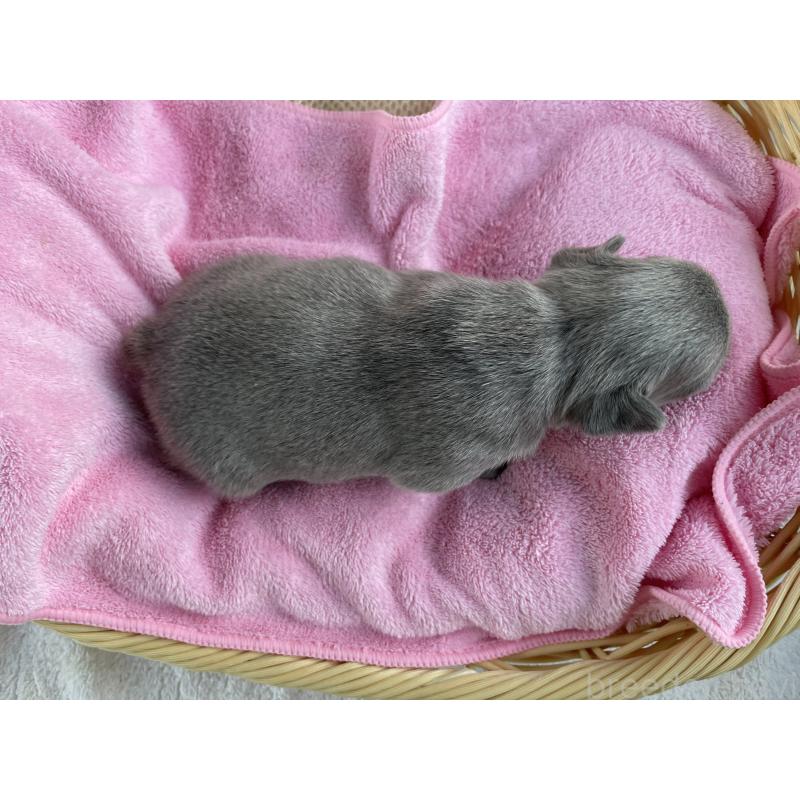 販売中の茨城県のフレンチブルドッグ-431156の5枚目