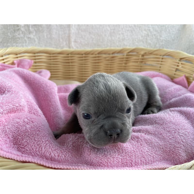 販売中の茨城県のフレンチブルドッグ-431156の4枚目