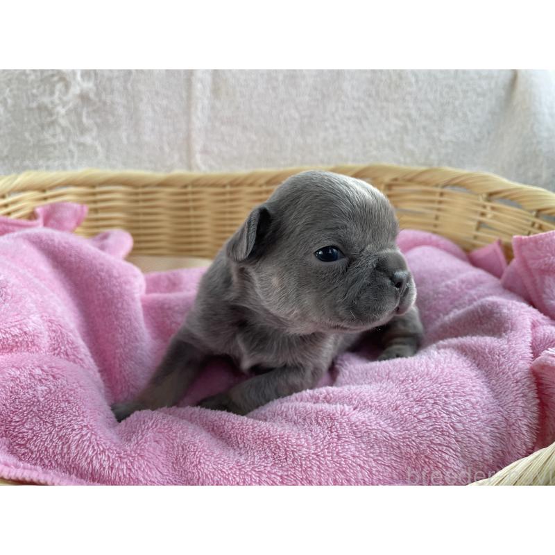 販売中の茨城県のフレンチブルドッグ-431156の3枚目