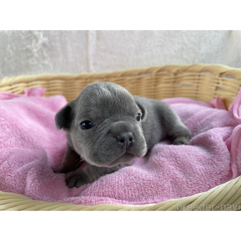 販売中の茨城県のフレンチブルドッグ-431156の2枚目