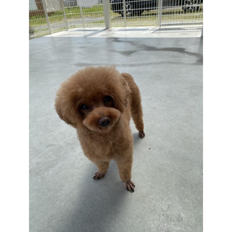 販売中の岐阜県のトイプードル-431162の4枚目