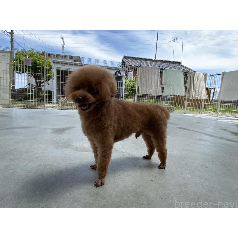 販売中の岐阜県のトイプードル-431162の3枚目