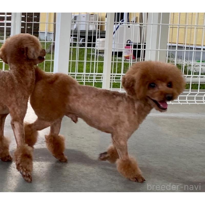 販売中の岐阜県のトイプードル-431162の2枚目