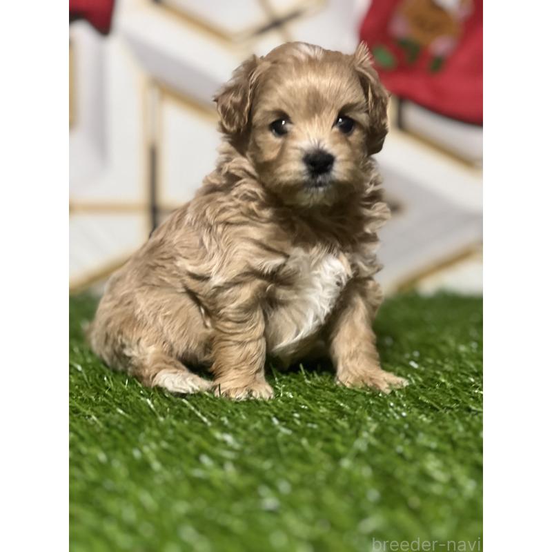 販売中の静岡県のポメマル:ポメラニアン×マルチーズ-431158の8枚目