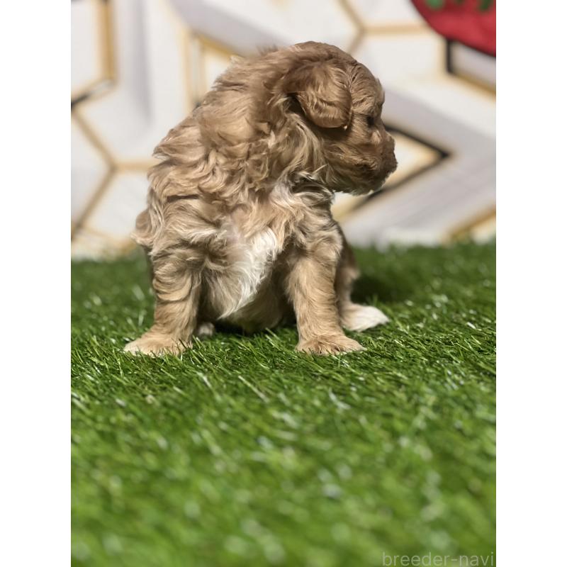 販売中の静岡県のポメマル:ポメラニアン×マルチーズ-431158の6枚目