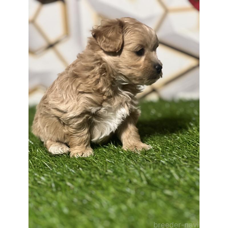 販売中の静岡県のポメマル:ポメラニアン×マルチーズ-431158の5枚目