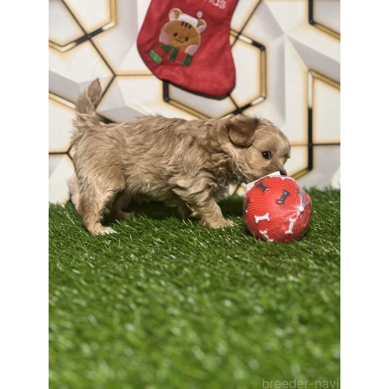 販売中の静岡県のポメマル:ポメラニアン×マルチーズ-431158の4枚目