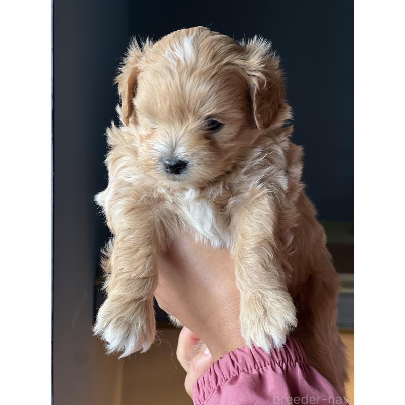 販売中の静岡県のポメマル:ポメラニアン×マルチーズ-431158の3枚目