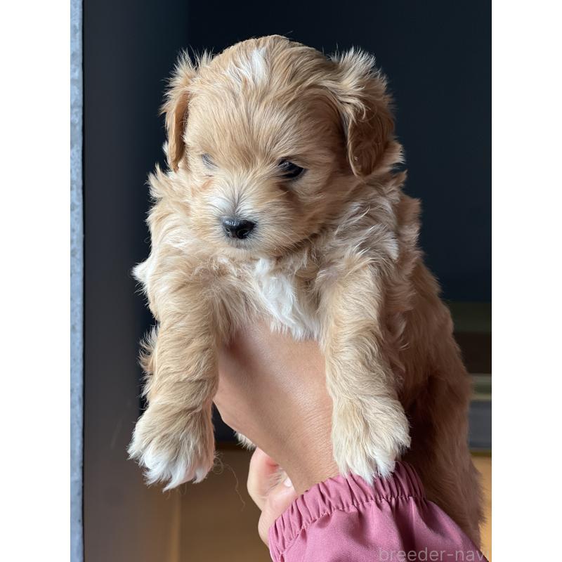 販売中の静岡県のポメマル:ポメラニアン×マルチーズ-431158の2枚目