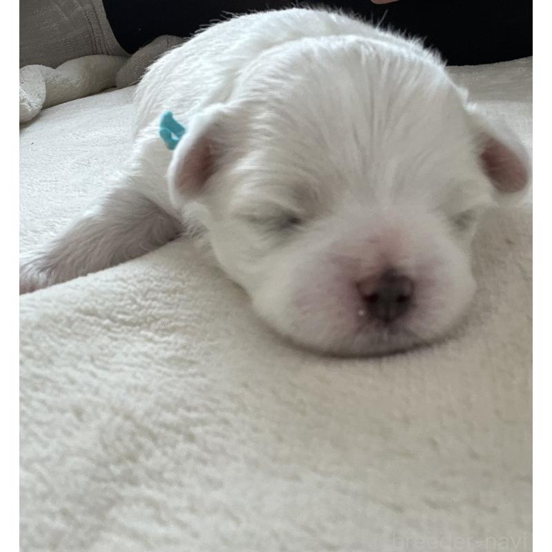 商談中の滋賀県のマルチーズ-430679の108枚目