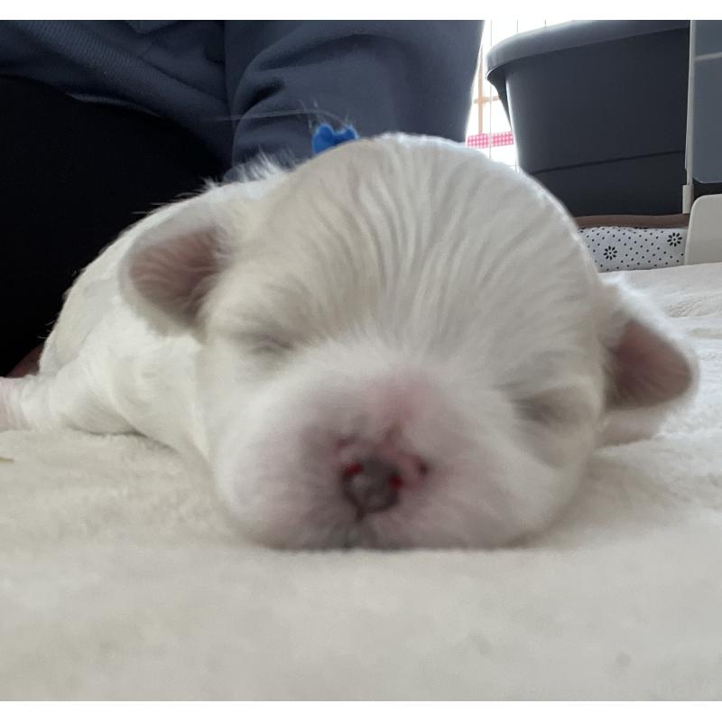 販売中の滋賀県のマルチーズ-430675の134枚目