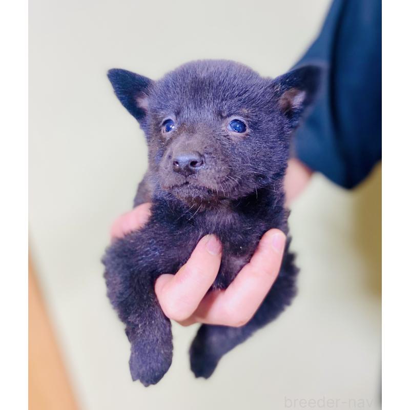 販売中の静岡県の甲斐犬-431062の4枚目