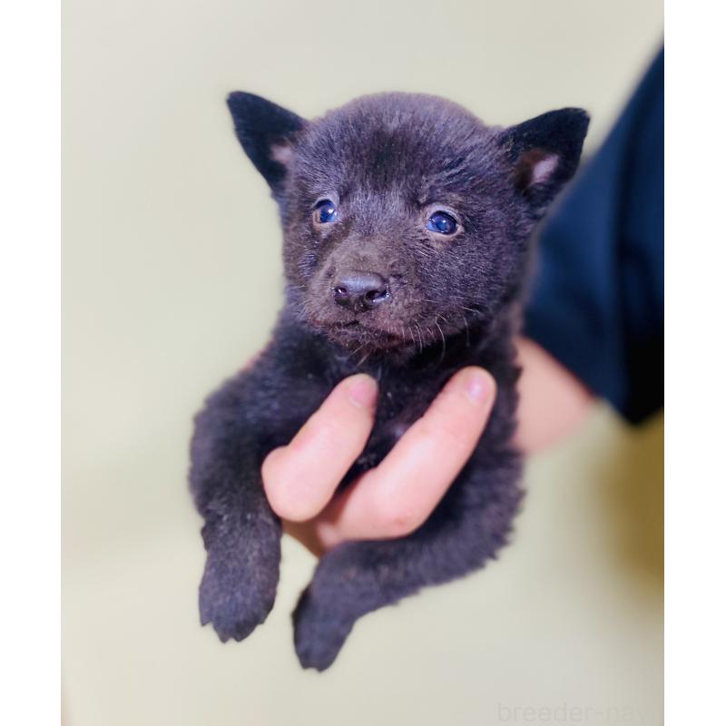 販売中の静岡県の甲斐犬-431062の3枚目