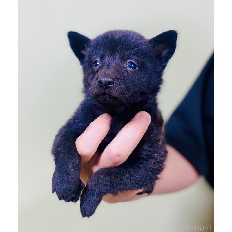 販売中の静岡県の甲斐犬-431062の2枚目