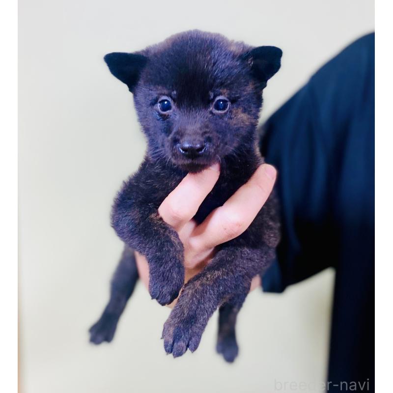 販売中の静岡県の甲斐犬-431066の4枚目