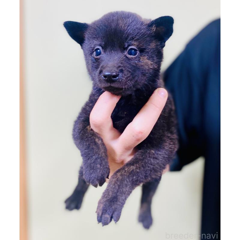 販売中の静岡県の甲斐犬-431066の3枚目