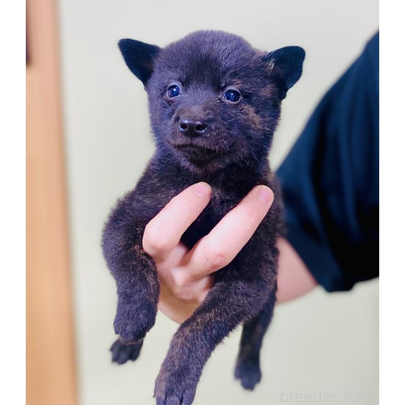 販売中の静岡県の甲斐犬-431066の2枚目