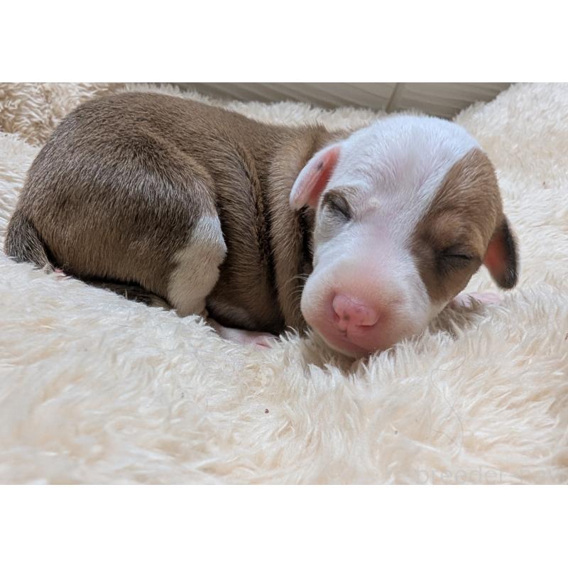 販売中の愛媛県のイタリアングレーハウンド(イタグレ)-430154