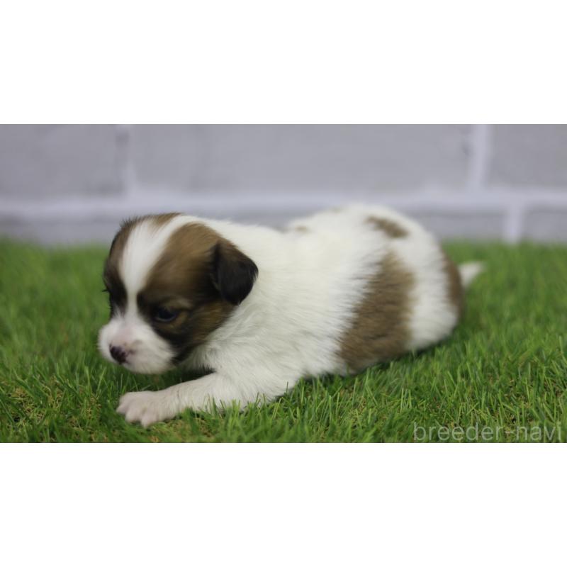 販売中の三重県のパピヨン-431160の14枚目