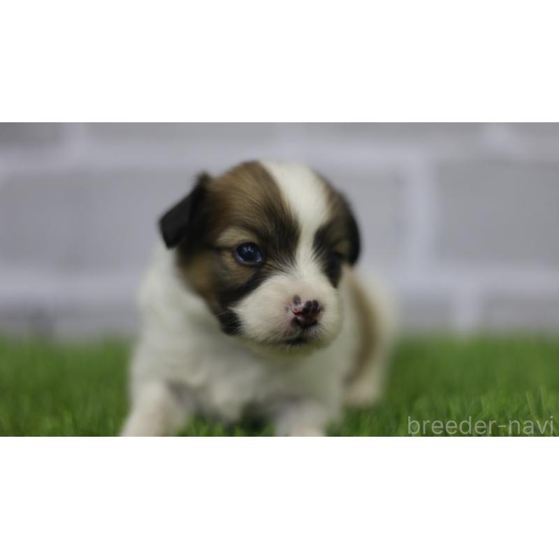 販売中の三重県のパピヨン-431160の13枚目