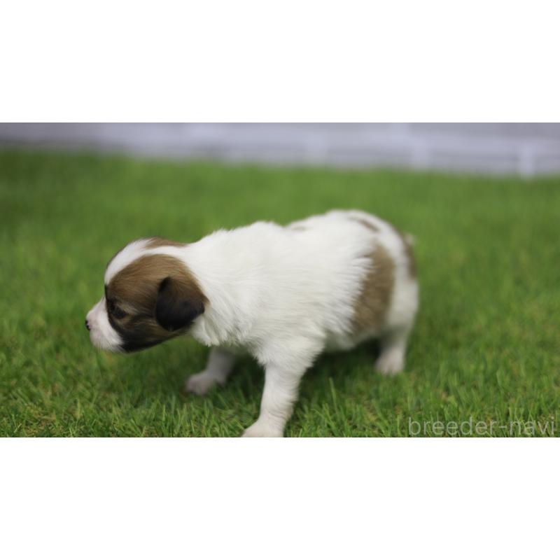 販売中の三重県のパピヨン-431160の12枚目