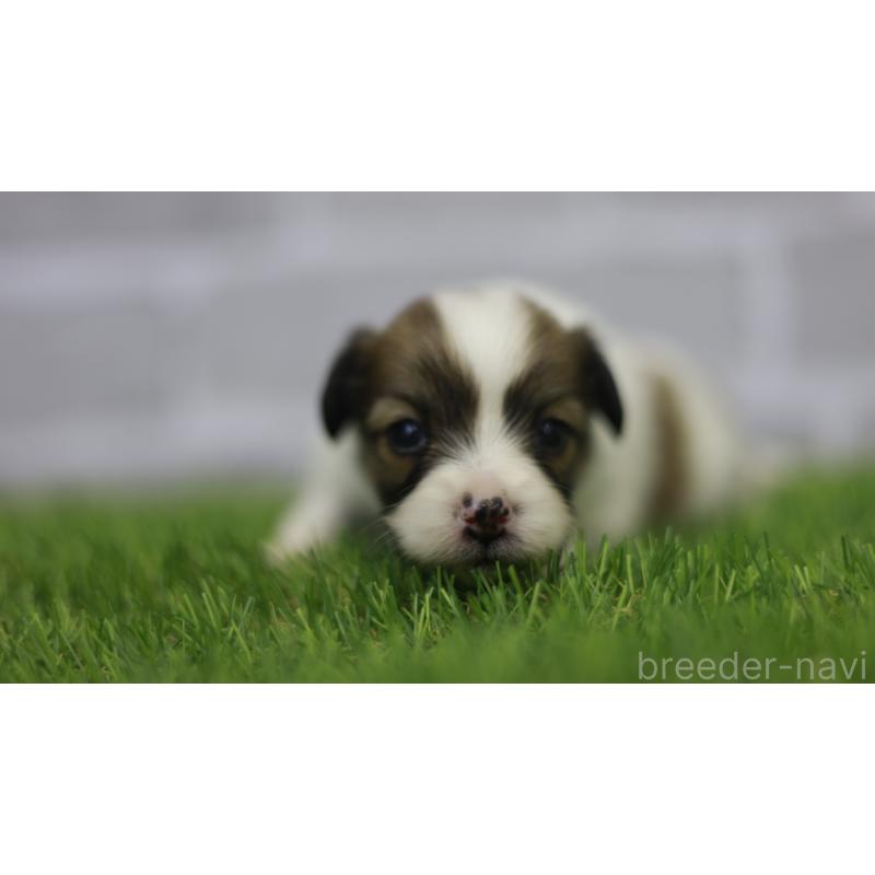 販売中の三重県のパピヨン-431160の11枚目