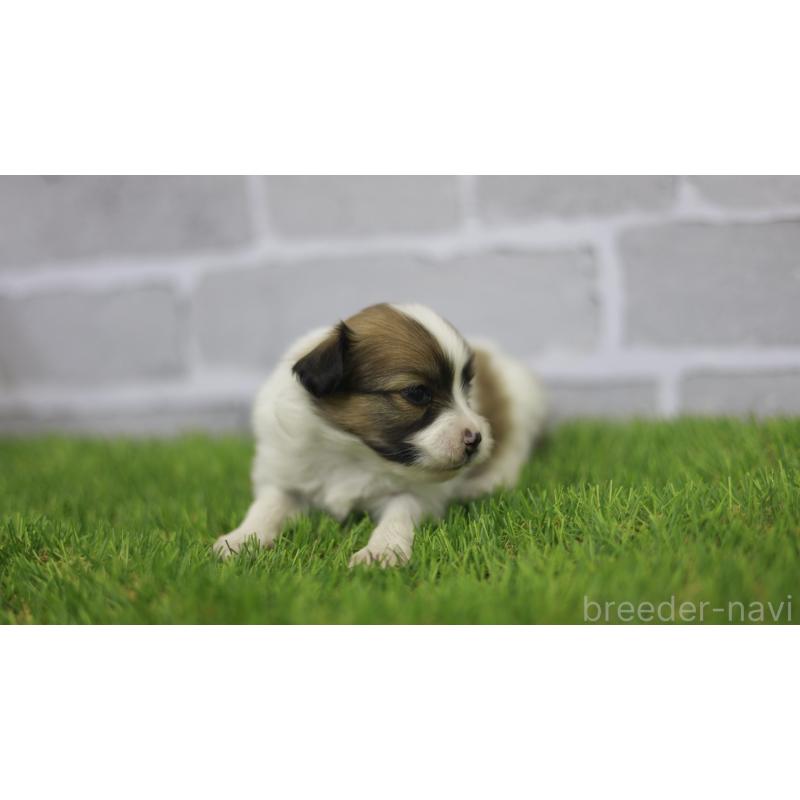 販売中の三重県のパピヨン-431160の10枚目