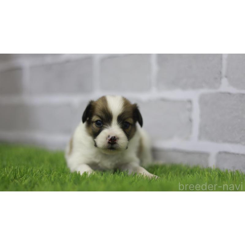 販売中の三重県のパピヨン-431160の9枚目